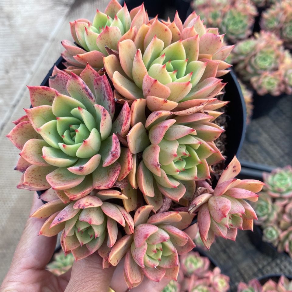 贝拉多娜云南多肉植物老桩精品多肉云之兰