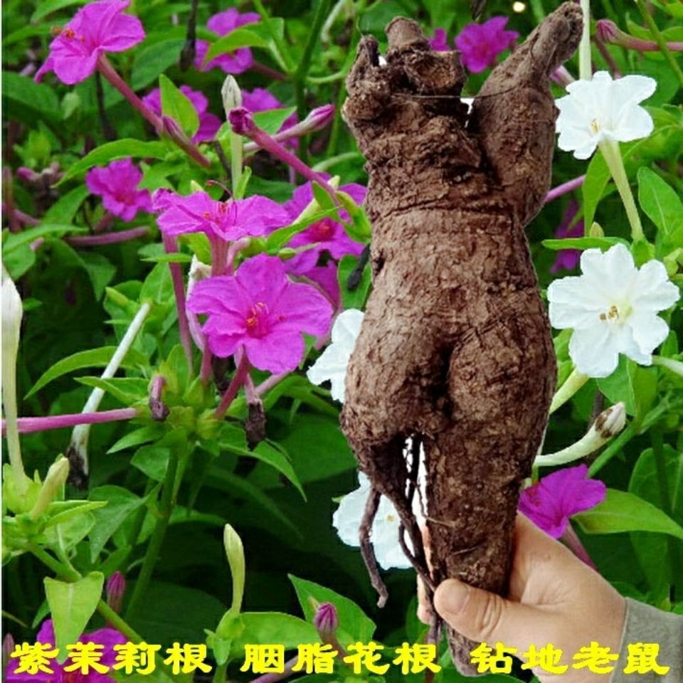 紫茉莉根 白花参 粉果根 入地老鼠 胭脂花头白粉根 新鲜根部