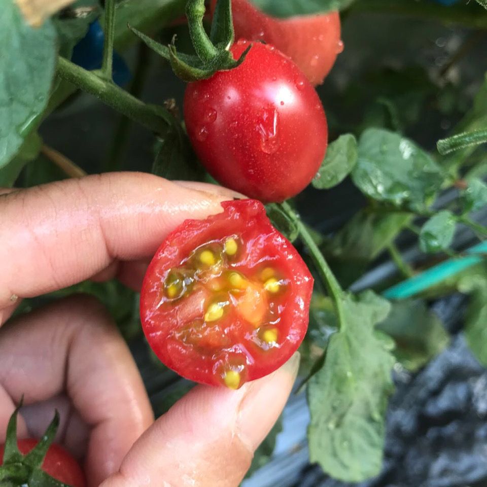 广东千禧圣女果茂名孕妇小西红柿脆甜蔬果包邮