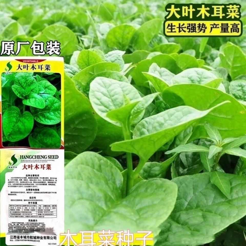 大叶木耳菜种子小青菜爬藤蔬菜种籽四季播春夏秋冬季种植春季