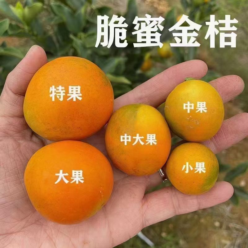 融安脆蜜金柑"脆爽甜如蜜"
