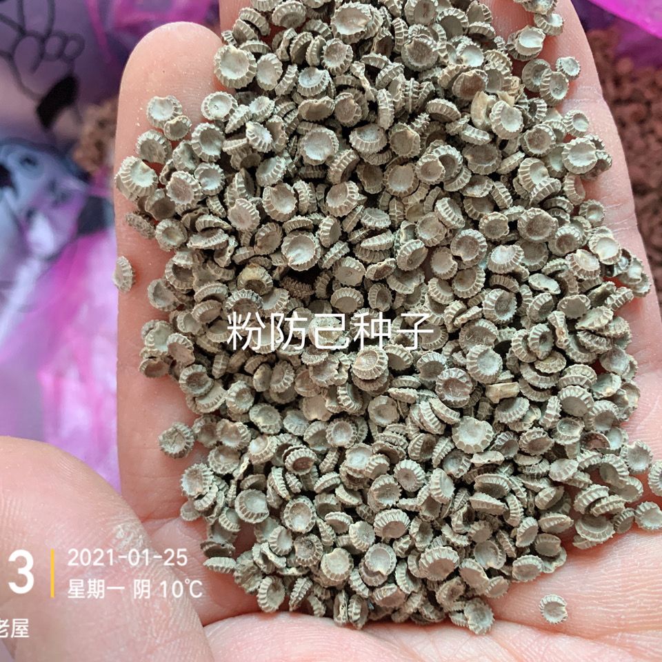 粉防己(土木香)种子250克,提供技术支持