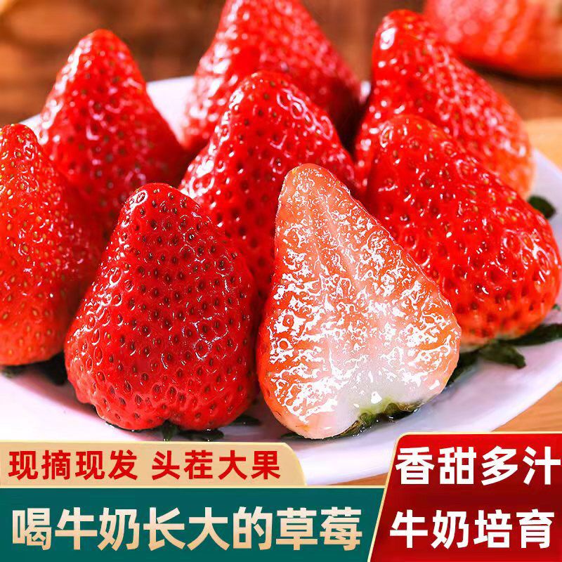 山东甜宝草莓章姫草莓新鲜奶油草莓牛奶草莓非红颜非丹东草莓