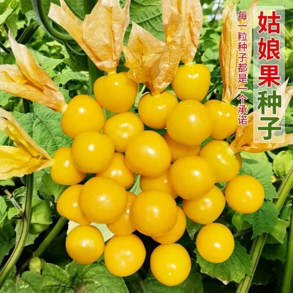 东北姑娘果种子超甜红黄灯笼果皮薄肉厚四季庭院盆栽易活水果种子