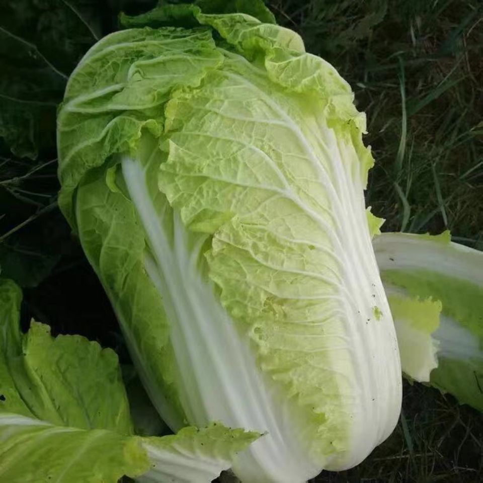 大白菜批发蔬菜大全新鲜蔬菜50/100斤青菜应季当季娃娃菜农家菜