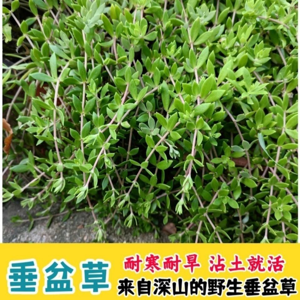 正宗垂盆草打不死草可食用可种植盆景观赏四季常青吊兰狗牙草绿植