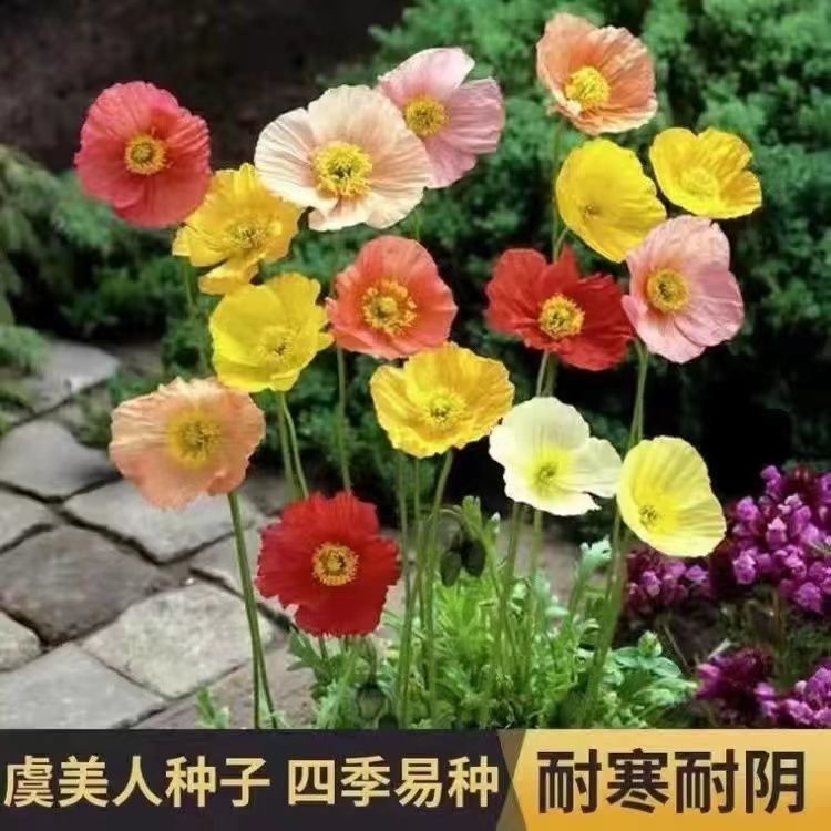虞美人花种子 混色冰岛美人四季开花多年生庭院造景阳台花卉种子