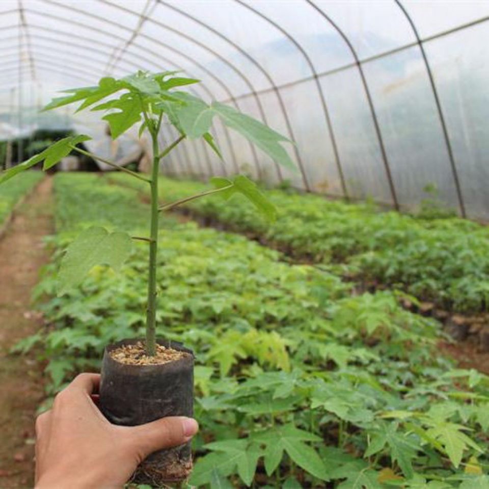 木瓜苗南方四季种植冰糖牛奶大青黄金树苗当年结果木瓜种植矮化