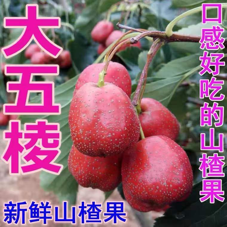 大金星山楂山楂批发20斤装大五棱批发10斤敞口山里红鲜果批发价
