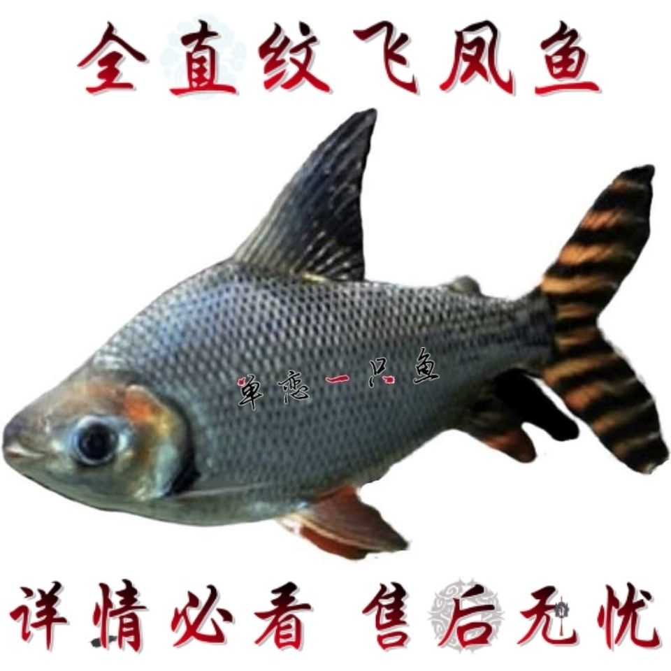 飞凤鱼观赏鱼全直纹飞凤鱼飞凤活鱼柠檬鲫鱼元宝泰国鲫鱼龙鱼配鱼