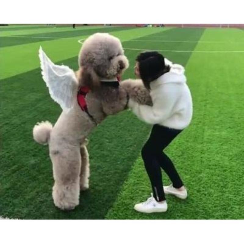 纯种巨型贵宾犬活体巨贵幼犬白黑红棕灰香槟花色泰迪宠物狗狗活物【3