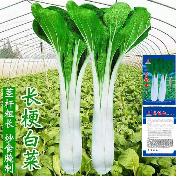 长梗白菜种子花叶高梗白高杆箭杆小白菜壶瓶长梗白菜籽青菜蔬菜孑