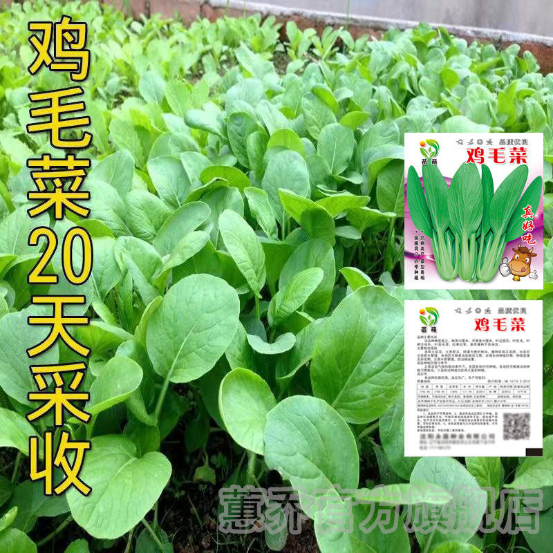 鸡毛菜种籽批发四季小白菜青菜油菜上海青20天速成盆栽蔬菜籽易活