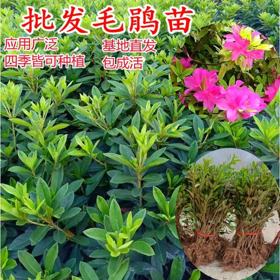 毛娟小苗映山红树苗 庭院绿化植物杜鹃苗夏娟紫鹃毛杜鹃开花四季