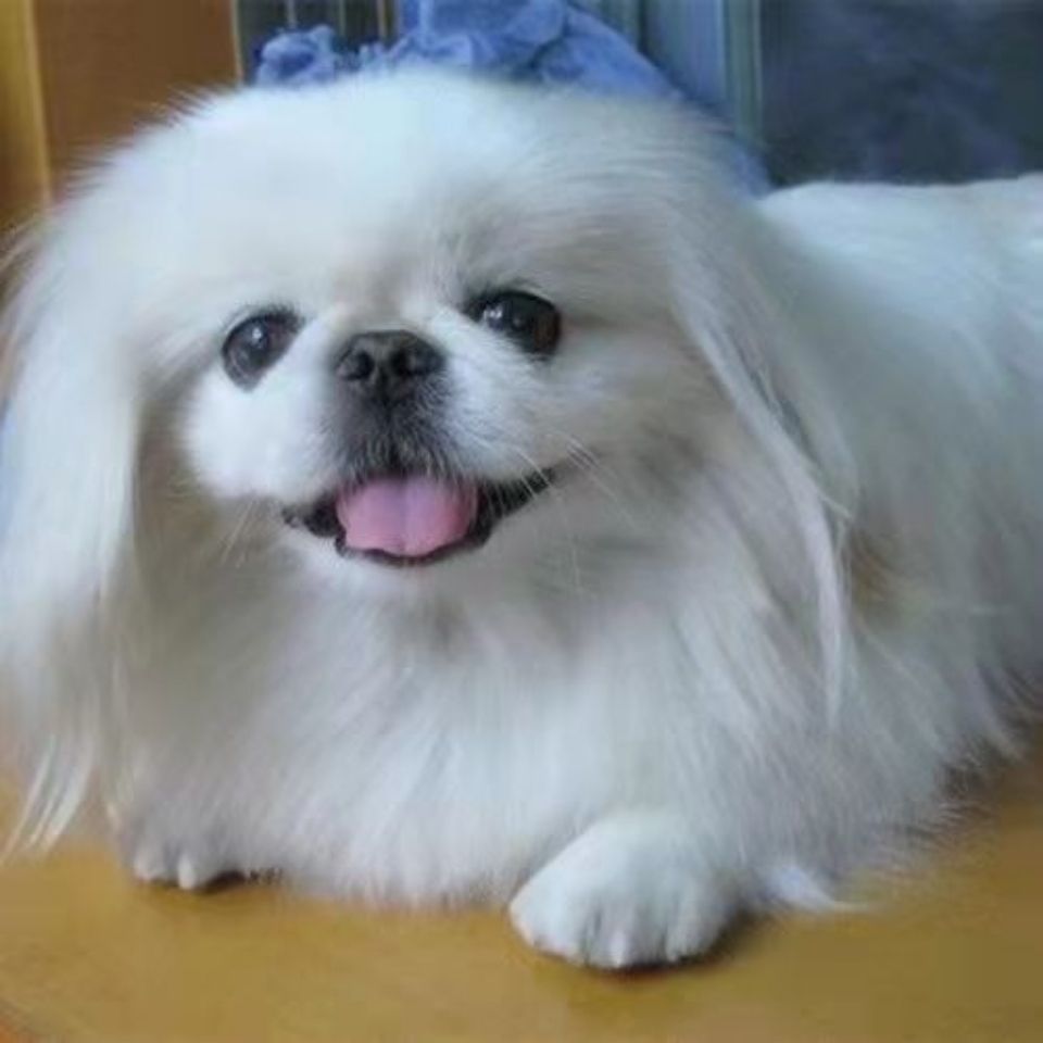 京巴犬幼犬京巴犬活体幼崽狮子狗北京京巴混血家养宠物狗狗小型犬【3