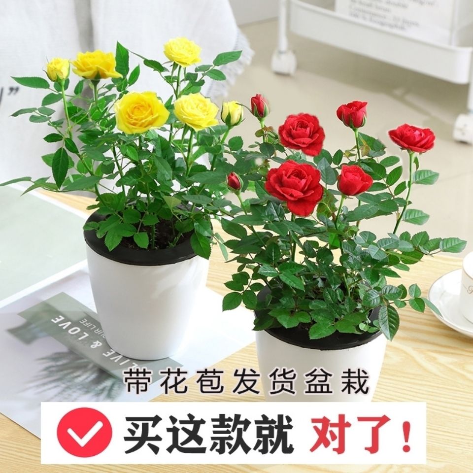 玫瑰花苗盆栽四季开花大花嫁接切花玫瑰花黄玫瑰花卉绿植