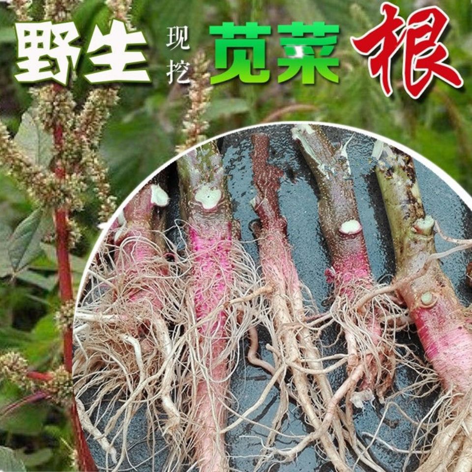 纯天然野生红梗刺苋菜根刺苋根刺苋头刺笕菜苋菜头刺簕头根茎野苋