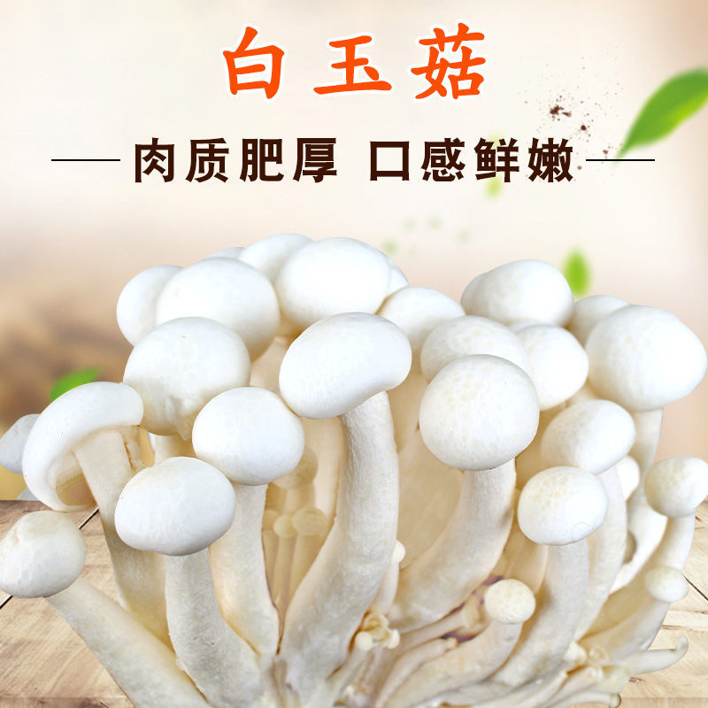 新鲜白玉菇食用菌海鲜菇蟹味蘑菇煲汤新鲜蔬菜蘑菇制品袋装批发价