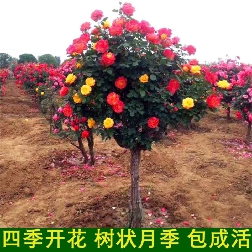 藤彩虹棒棒糖树庄月季花又名(变色龙)【3月13日发完】
