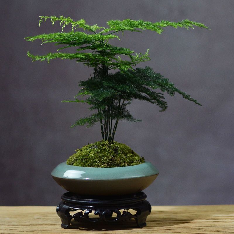 文竹盆栽四季常青植物室内净化空气办公室水培小绿植花卉大全盆景