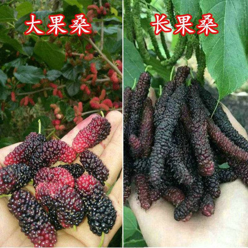 长果桑树苗嫁接大果桑葚苗带土带叶当年结果南北方种植果树苗盆栽