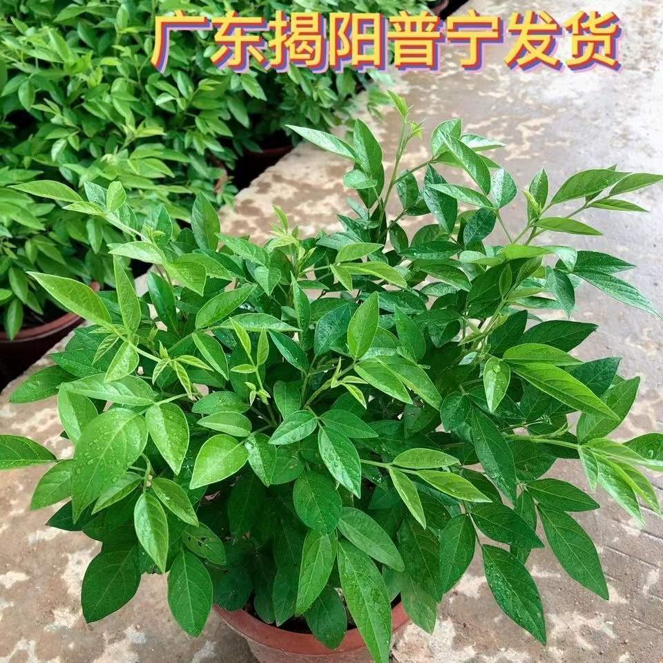 潮汕 红花 仙草  阳台庭院盆栽抹仙草苗喜事绿植家居吉祥植物绿植