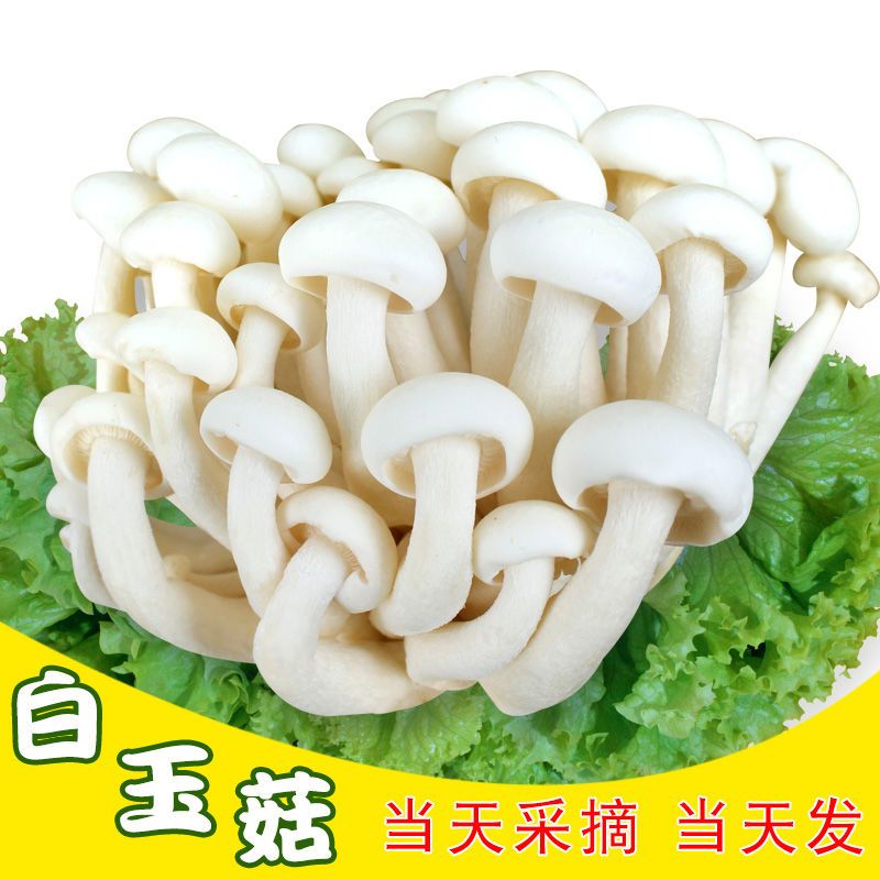 新鲜白玉菇蟹味菇海鲜菇食用菌香蘑菇玉蕈香煲汤新鲜蔬菜蘑菇批发