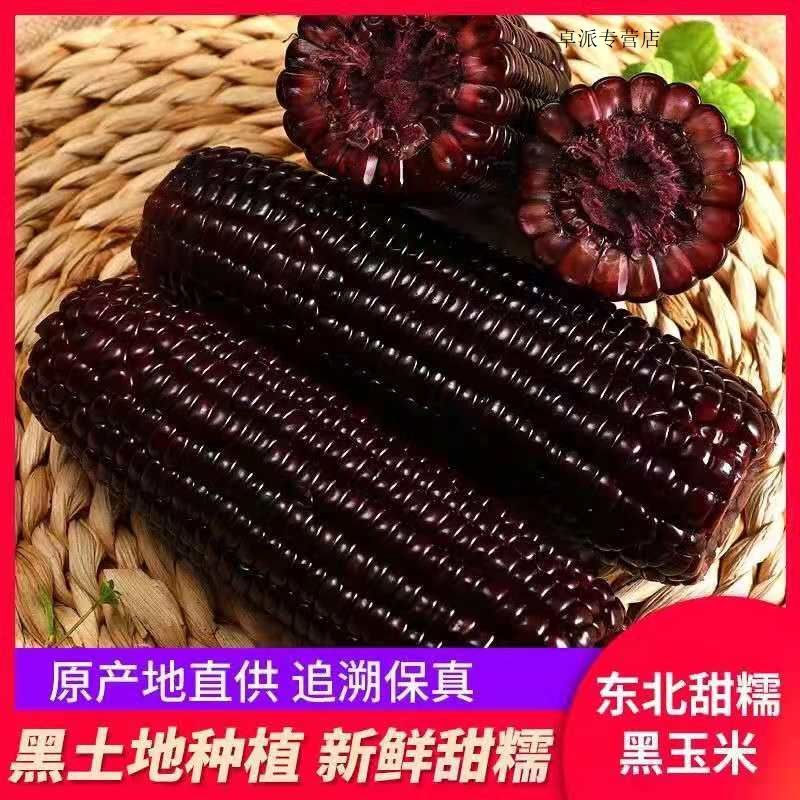 6】蛟糯黑糯玉米10根现摘新鲜香糯黑玉米地道的东北味