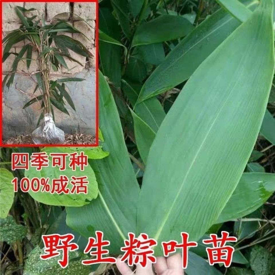 野生粽叶苗粽子叶苗粽粑叶树苗粽叶野生包粽子棕叶苗芦苇叶根带芽