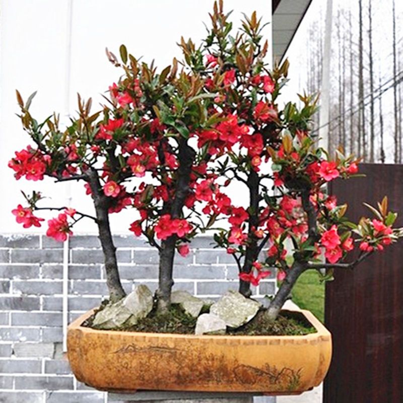 海棠花盆栽花卉室内绿植物四季好养活红桂花树苗庭院植物盆景老桩