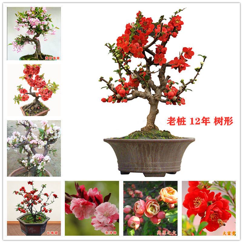 海棠花盆栽花卉室内绿植物四季好养活山茶花花苗庭院植物盆景老桩
