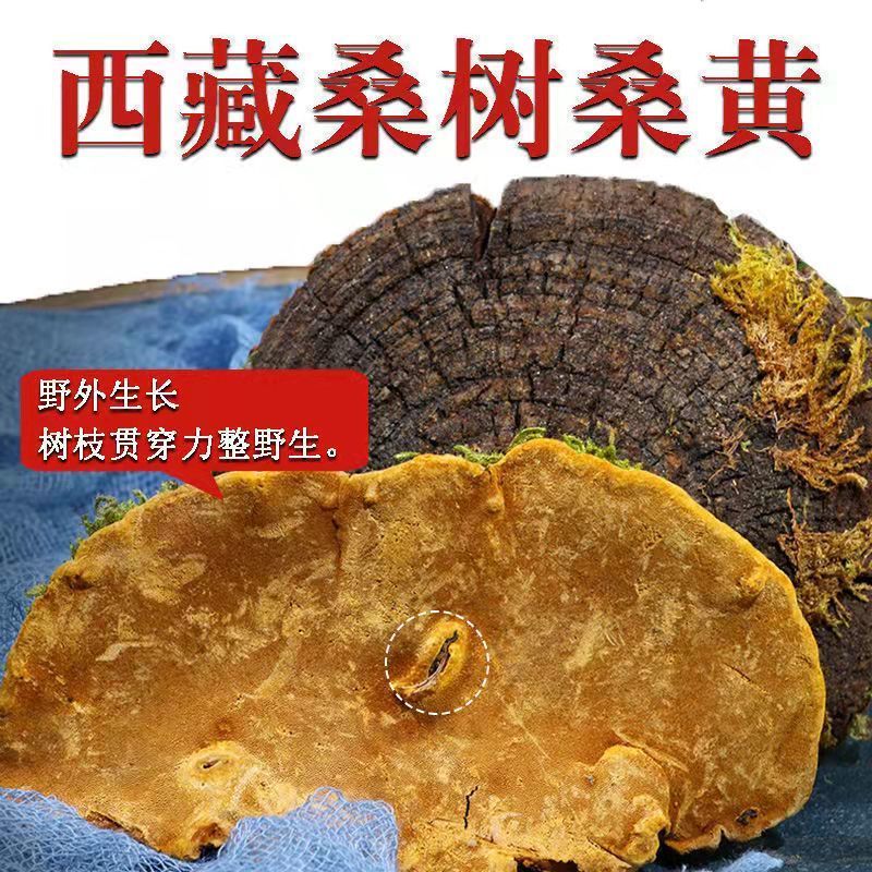 西藏野生桑黄桑树整枝野生金边桑黄菌切块粉非长白山野灵芝桑黄