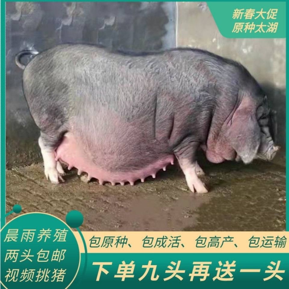 纯种太湖母猪一代太湖原种母猪苗幼崽小母猪梅山配猪活体代孕母猪