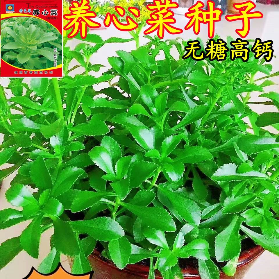 养心菜救心菜种子高钙蔬菜野菜种籽三七费菜特色四季春秋蔬菜种子