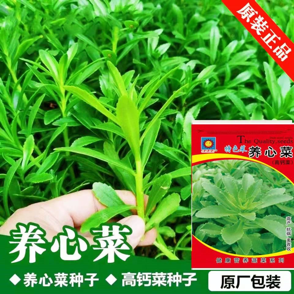 高钙菜养心菜种子救心菜养心菜苗菜种子费菜种苗四季种植蔬菜种籽