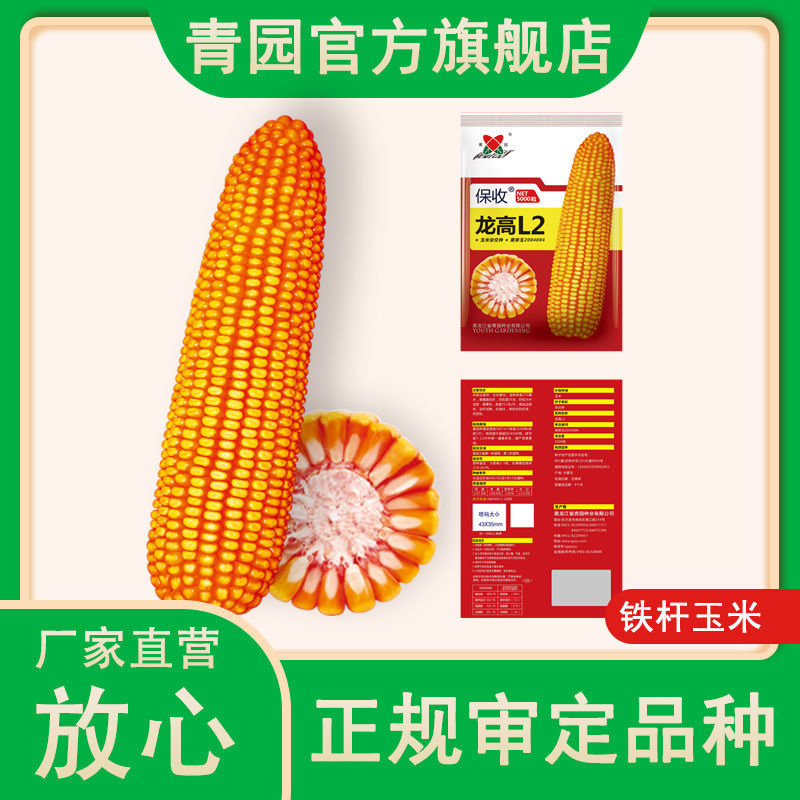 龙高l2玉米种子大全批发高产抗旱抗倒苞米种南北方杂交苞谷种