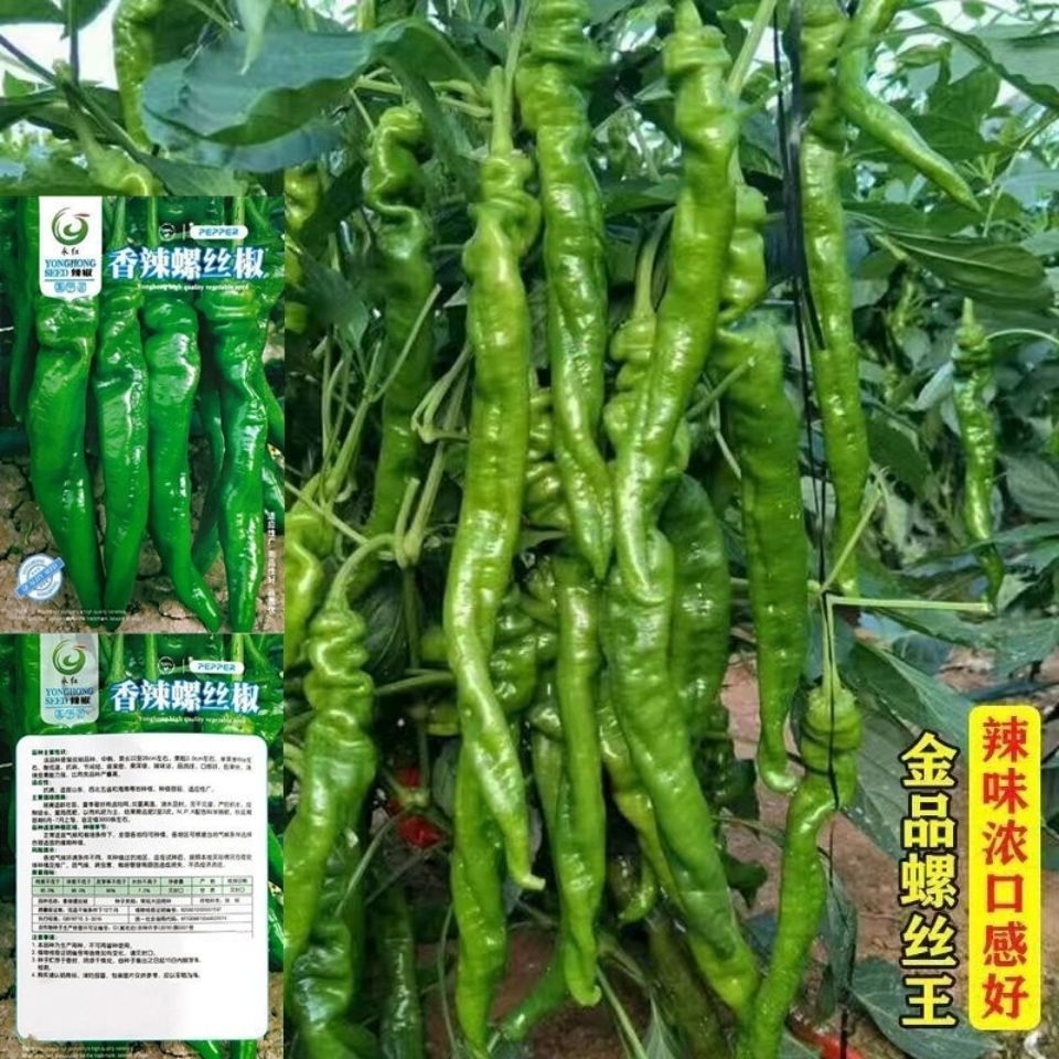 螺丝椒种子蔬菜种子辣椒种子杂交高产香辣特大螺丝椒种子