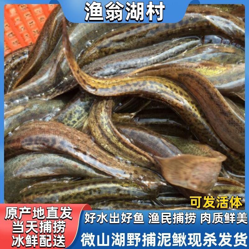 【微山湖野捕泥鳅】活体现杀泥鳅青鳅黄鳅营养滋补高蛋白泥鳅食用