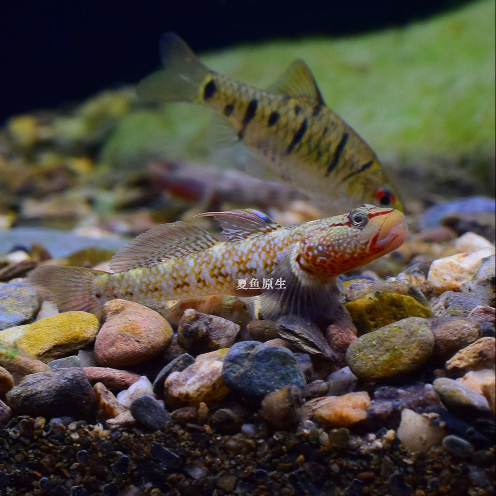 特价纹腮虾虎黄唇虾虎溪吻白面虾虎原生鱼观赏鱼冷水鱼淡水虾虎鱼【3