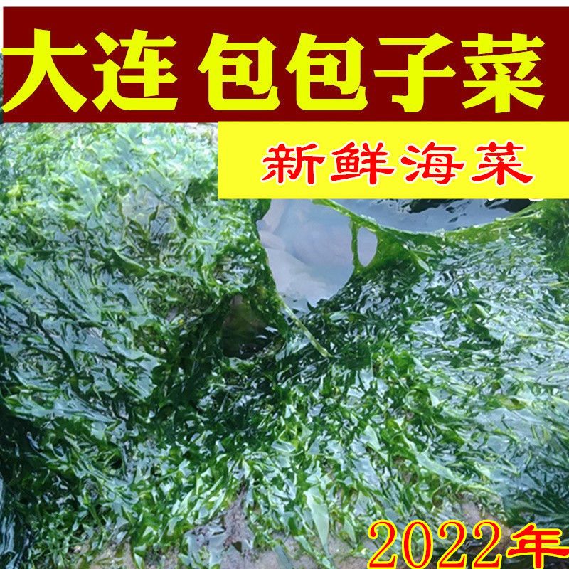 大连新鲜海菜4斤 包子馅 海青菜 海绿菜3斤 包子菜非海麻线非紫菜