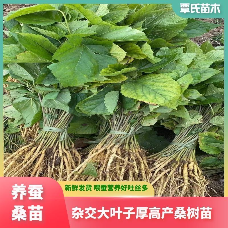 批发正宗杂交养蚕桑树苗大叶高产良种占地广西桂桑品种占地饲料
