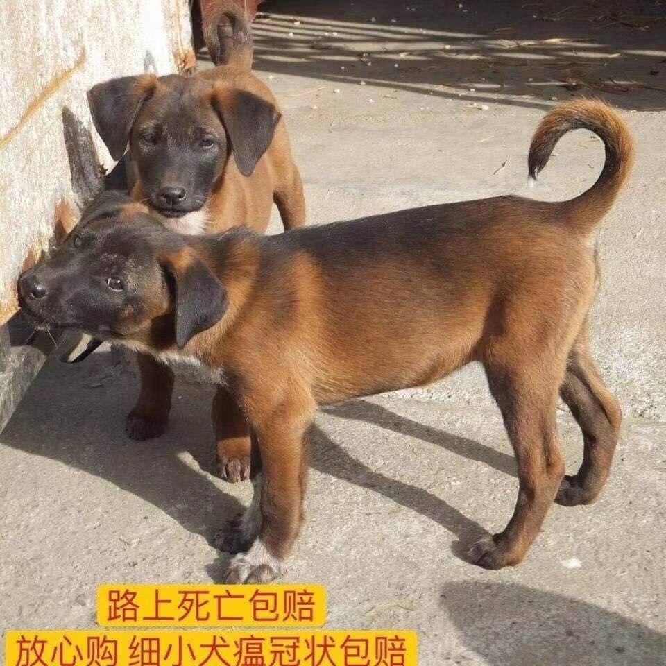 青山犬幼犬 赶山犬 速度快 灵活 凉山猎犬 青川狩猎犬幼崽【2月22日发