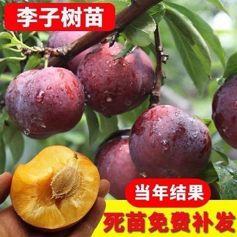 李子苗嫁接新品种果树苗盆栽地栽阳台特大南方北方种植当年结果苗