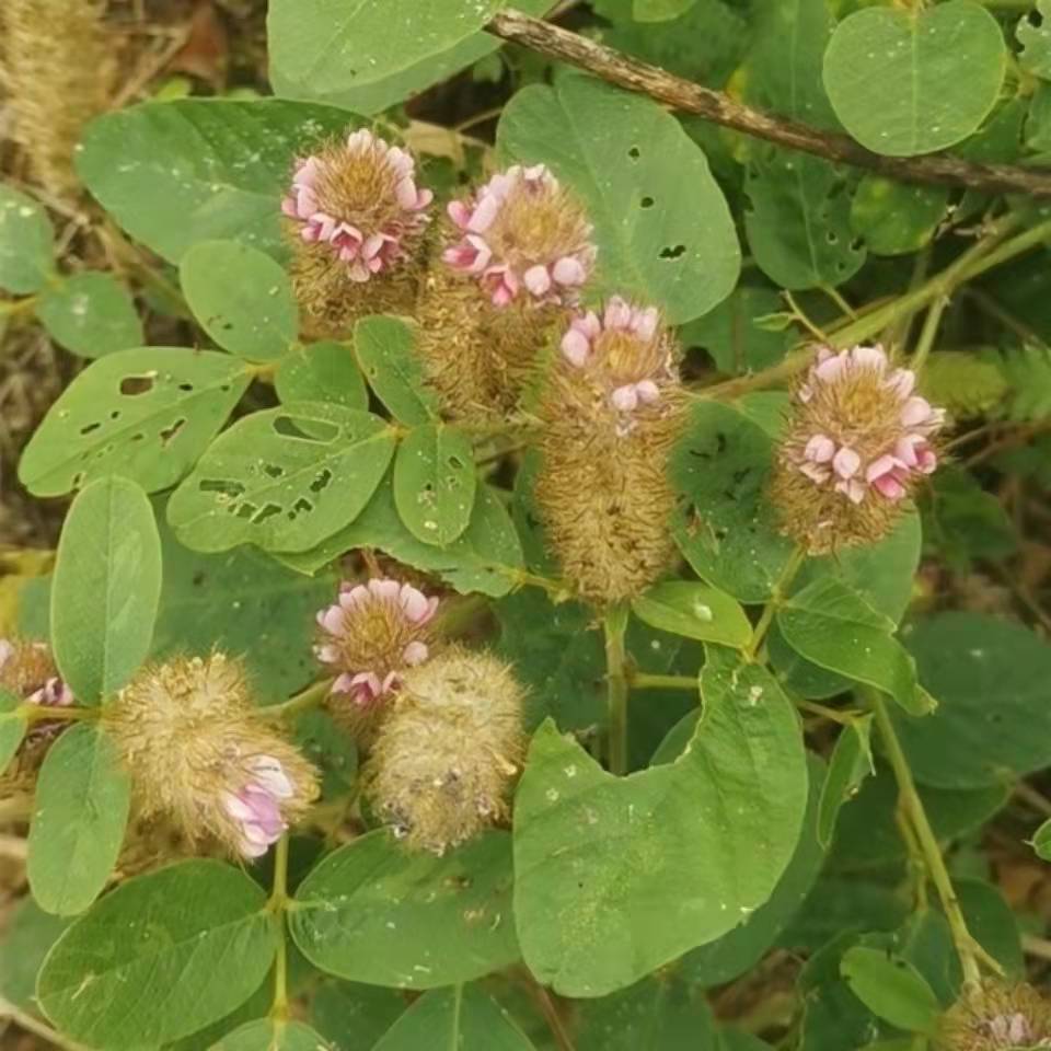 野生狸尾草种子羊咩香土狗尾牛春花猫尾射虎尾轮中草药多年生草籽