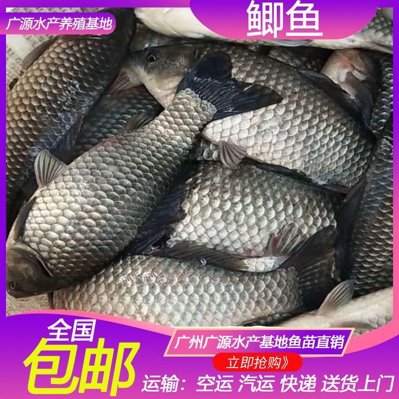 鲫鱼苗 中科鲫5号 大白鲫 湘云鲫 工程鲫