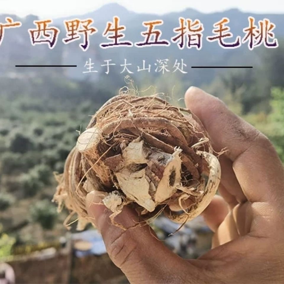 野生五指毛桃五爪龙煲汤食材中药牛奶香味祛湿养生食材