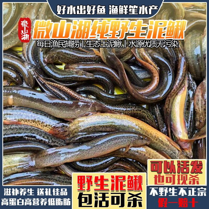 野生泥鳅活体活发鲜活现杀新鲜野土淡水活鱼青鳅老人小孩滋补送礼