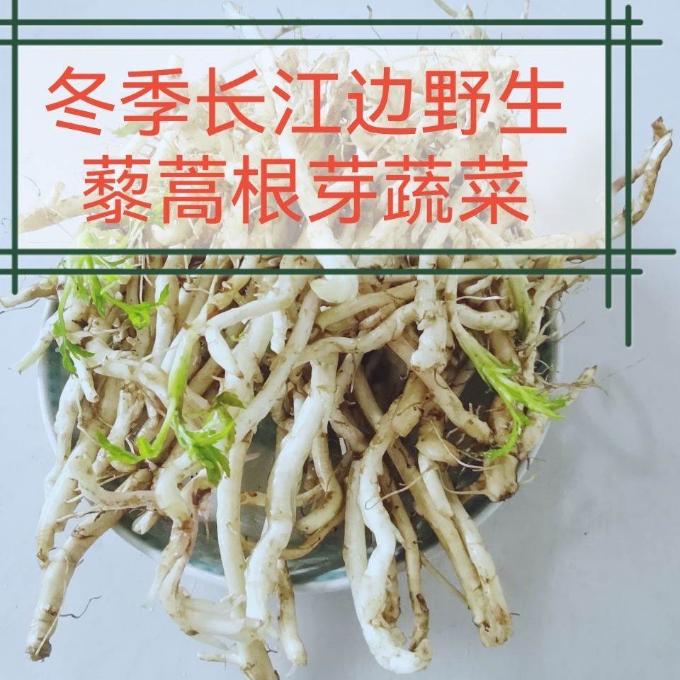 正宗长江边冬季野生藜蒿根芽现挖现发新鲜蔬菜芦笋芦蒿根食用蔬菜【15