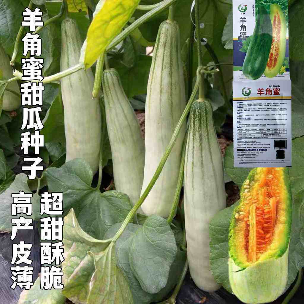 羊角蜜羊角酥甜瓜种子脆薄皮超甜绿宝石香瓜种子高产原装水果种子