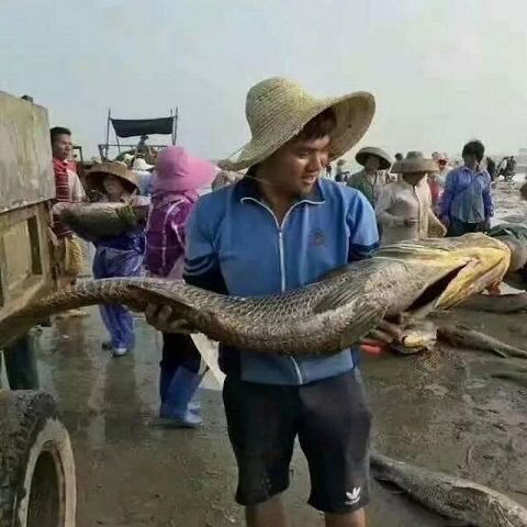 连云港米鱼鳘鱼蒜瓣肉没小刺适合小孩吃野生海鱼